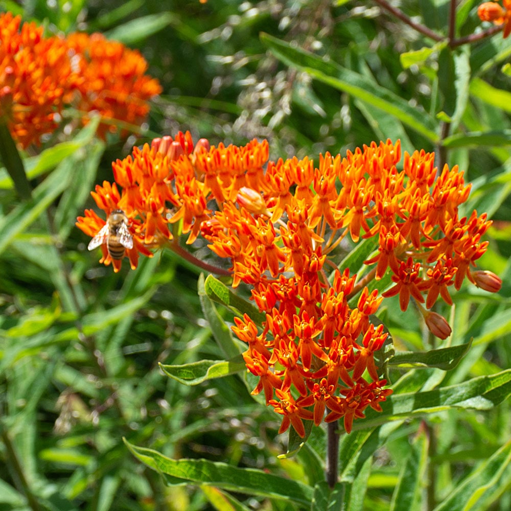 image for butterfly weed