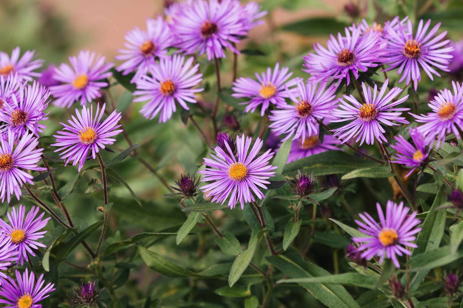 image for new england aster