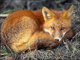 Photo of a red fox