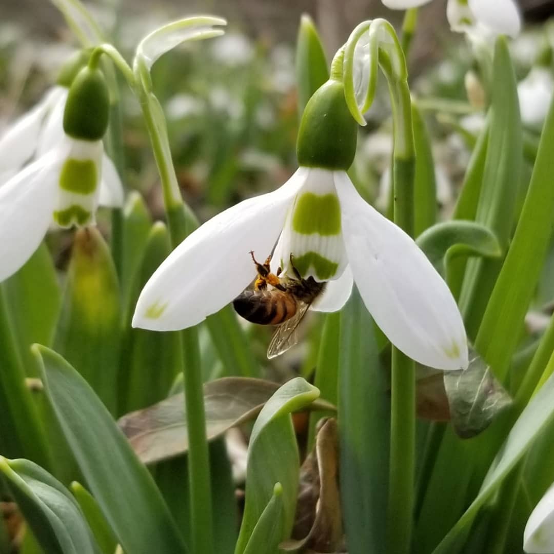 Photo of plant and bee