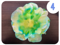 Labeled "four." A stack of dyed green and yellow coffee filters sitting on a wooden surface.